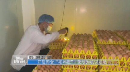 河南鹿邑 开袋即食“毛鸡蛋” 化危为机谋发展